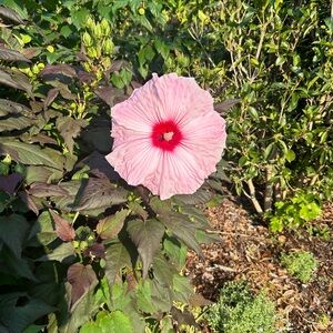 Meet your Posher, Marvelous Maiden